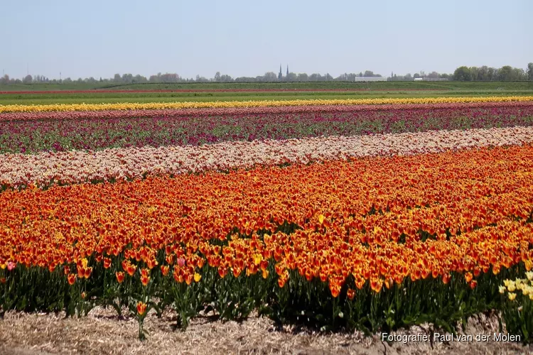 Aan de slag met de zorgen van burgers en bollentelers over pesticidengebruik