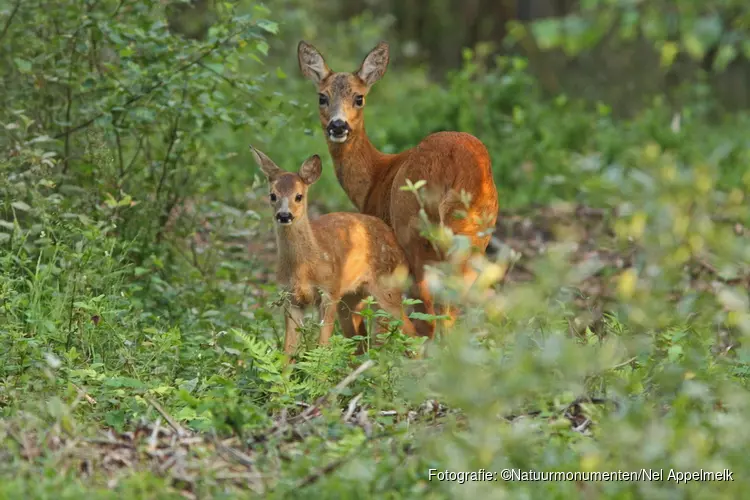 Boswachters van Nederland; Rust voor kraamkamer natuur