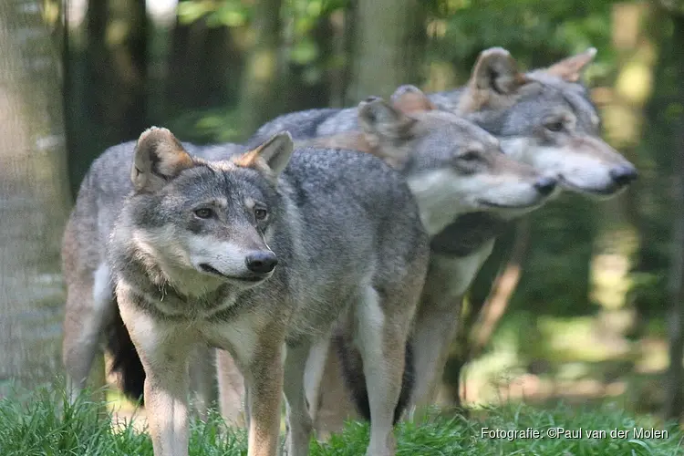 Subsidieregeling wolfwerende maatregelen uitgebreid