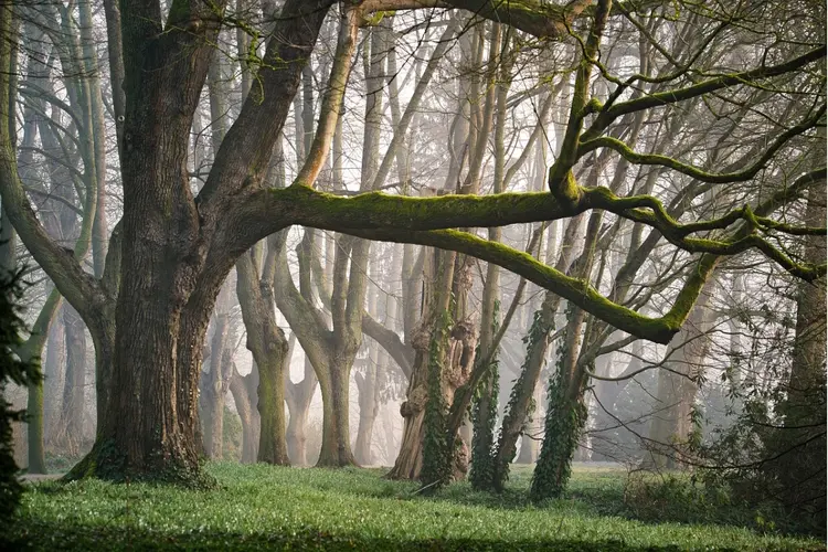 Zomeronderhoud aan bossen in de gemeente Leeuwarden